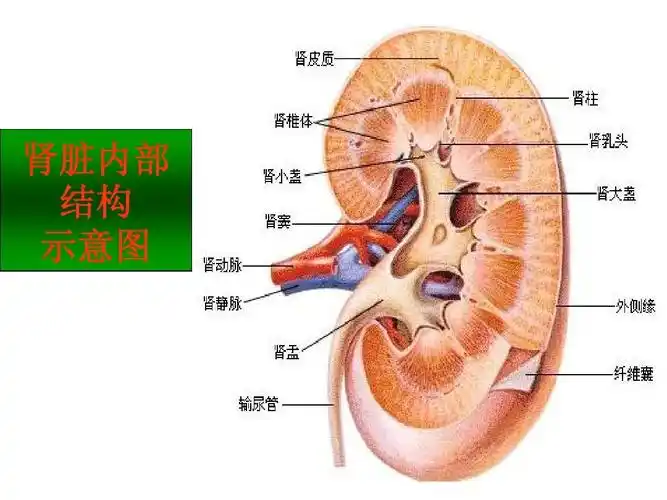 肾脏内部 结构 示意图