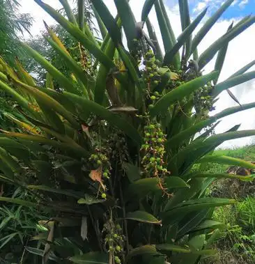 砂仁苗砂仁种根香砂川砂仁成品大苗今年种明年挂