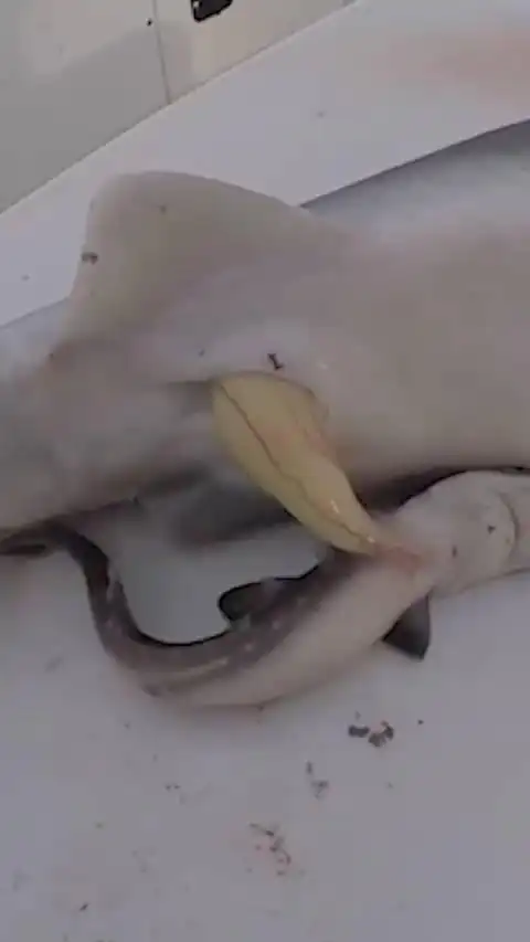 刚生的小鲨鱼见过吗?这也太可爱了!(来源:野行涛哥)