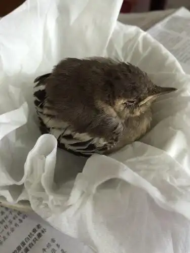 去趟鸟市买点幼鸟食也行饲料和喂法 灰喜鹊主食动物性食物,尤其是雏鸟