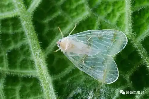 虫谱大观袖蜡蝉