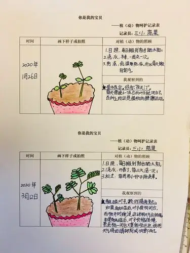 含羞草的观察记录