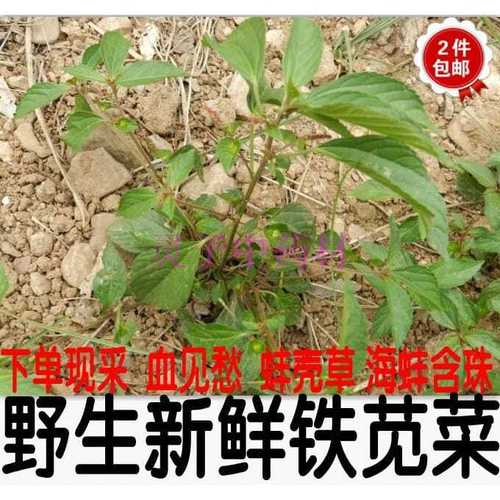 现采野生新鲜铁苋菜 海蚌含珠 蚌壳草500克 新鲜带根全草【3月13日发