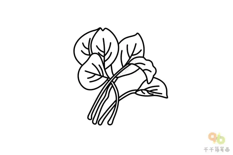 红苋菜简笔画图片_蔬菜简笔画