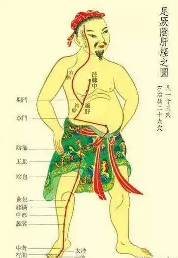 足厥阴肝经循经路线:从大趾背毫毛部开始(大敦),向上沿着足背内侧(行