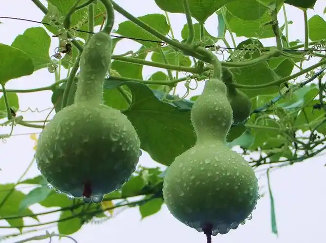 新鲜葫芦怎样保存