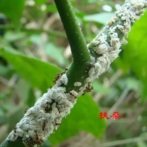 请教下白色的是什么虫子