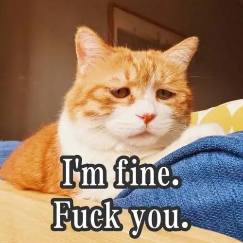 搞怪高清的小猫带字表情图片表情包大全