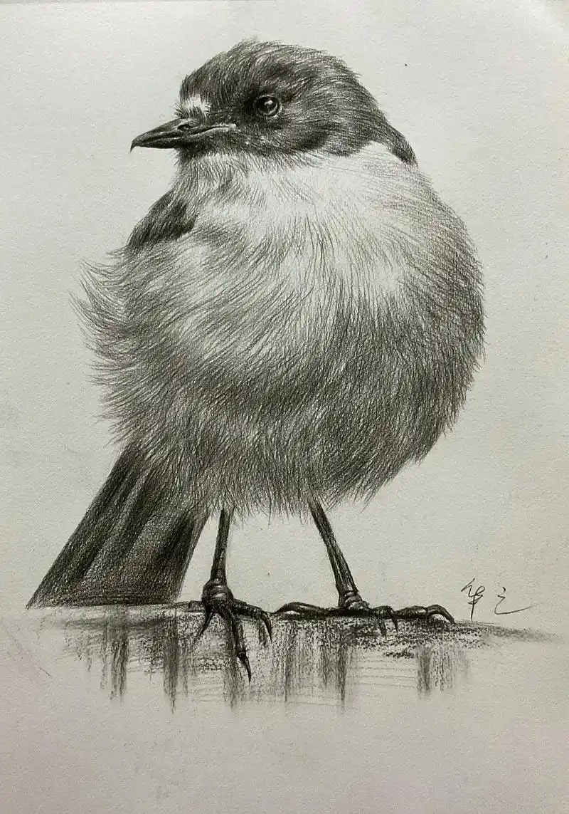 画画 #绘画 #素描动物教程 #可爱小动物绘画教程 #素描 - 抖音