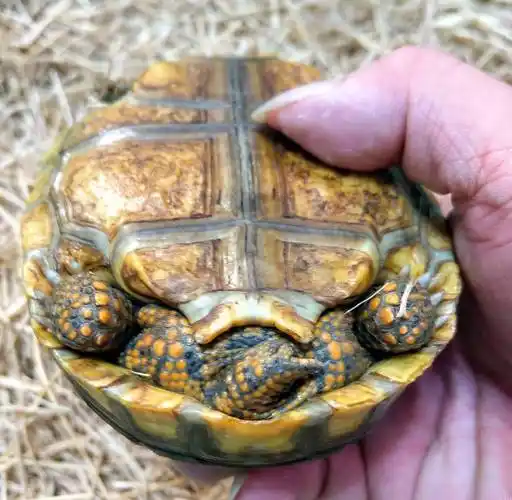 原创黄腿象龟巨人黄腿黄腿陆龟一只聪明的陆龟