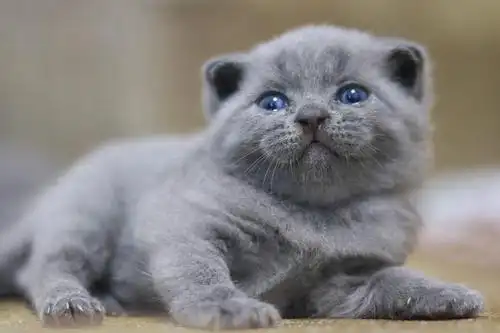 英短蓝猫