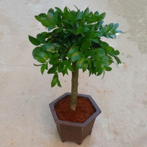 竹柏盆栽室内八方来财旺宅老桩盆景富贵竹水养植物客厅四季常青