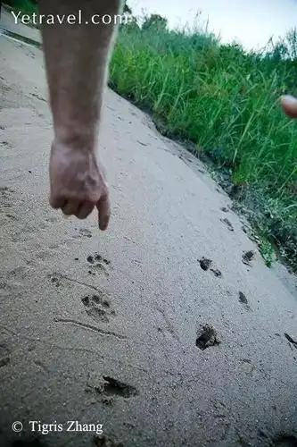 当时,我们与猎豹的最近距离只有一步之遥!