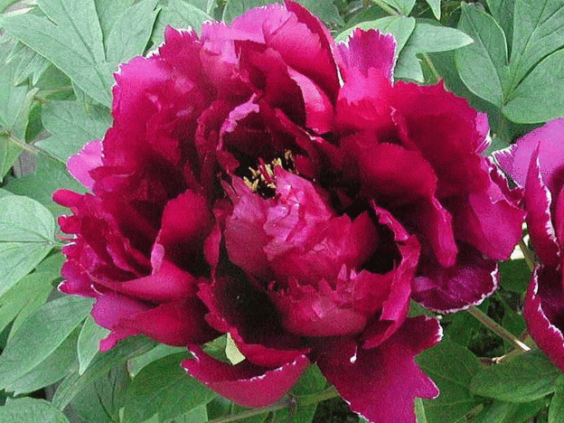 洛阳牡丹,国色天香.