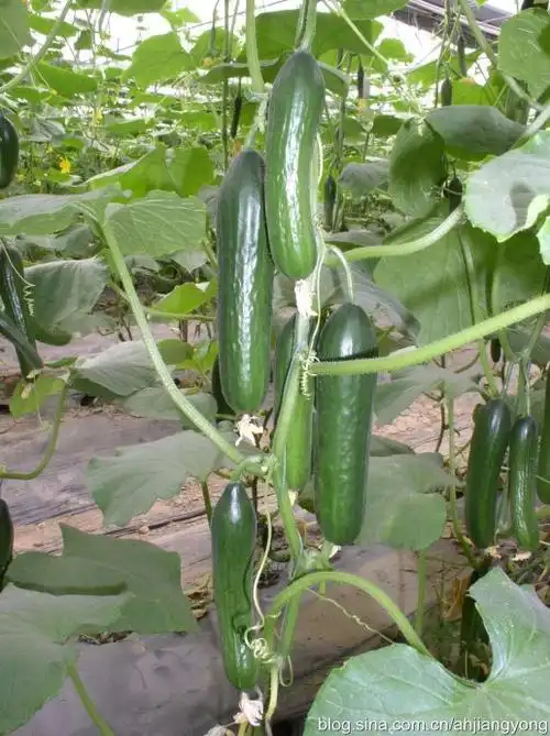 荷兰小黄瓜图片和介绍