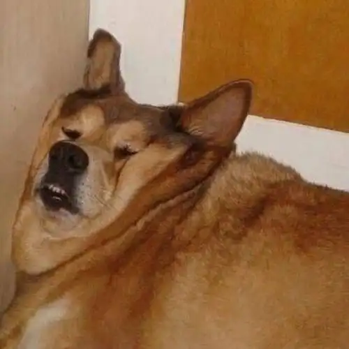 分享表情虽然疫情但是也要勇敢摆烂不是