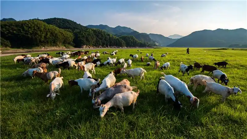 山青水秀见牛羊.霍山融媒体中心供图