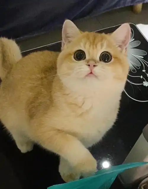 【上海league cattery】金渐层短毛&长毛种母展示