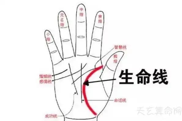 生命线的手相特征生命线的各种手相特征解析