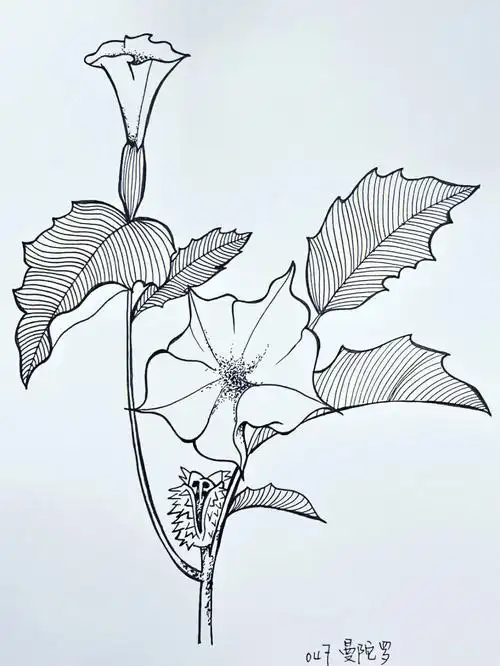 047   曼陀罗048   百日草049   金鱼草050   木槿花#针管笔画  #针管