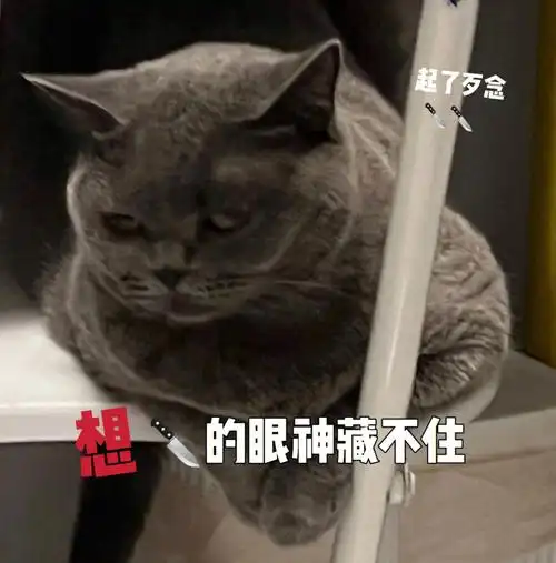 表情超级多hhh忍不住爱了#蓝猫  #眼神杀  #确认过眼神#吸猫  #英短