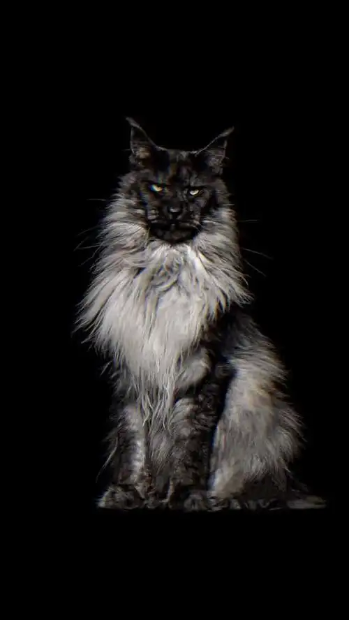 我要上热门#我们猫星人就是这么拽缅因猫帅爆了缅因猫