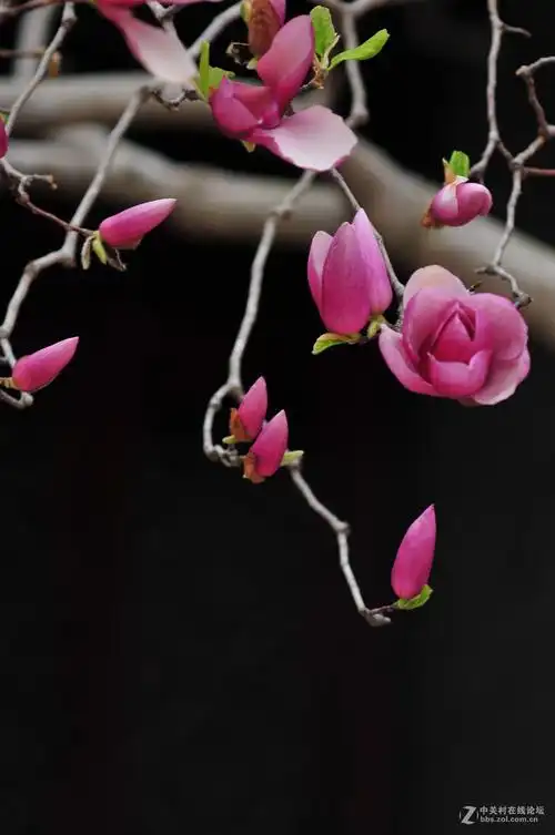 百年玉堂花正浓