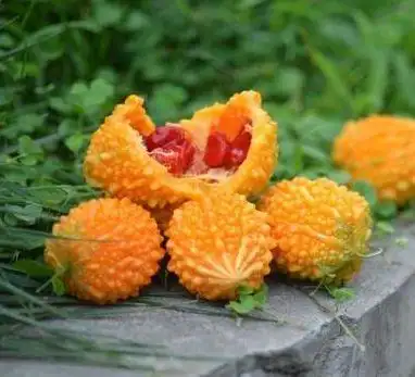 赖葡萄又叫做金铃子,黄金瓜,红娘瓜等,原产地印度中部,现在我国也有