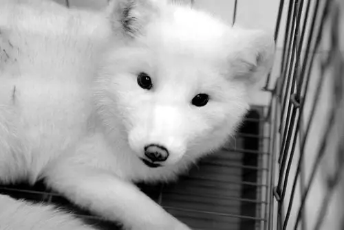 养只白狐当宠物