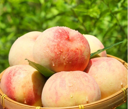 孕育在宁溪高山上的"奉化水蜜桃",比起奉化产,丝毫不逊色!