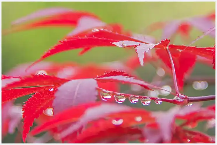 枫叶上雨滴真好看