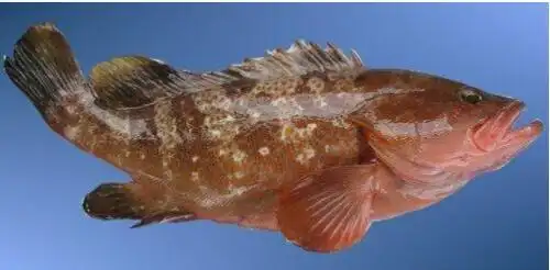 广东常见海鱼品种-爱钓客