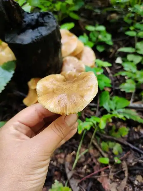 东北野生榛蘑菇