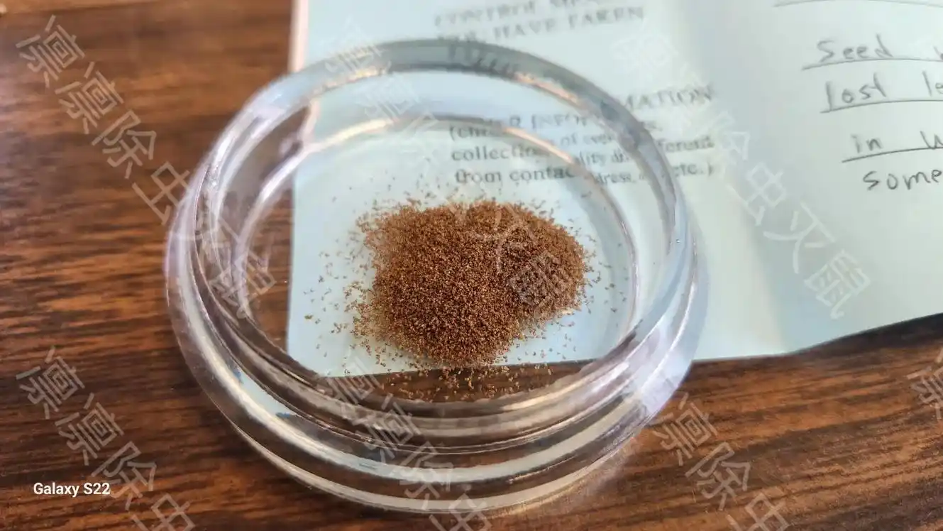 书虱的尸体长什么样子?图1,图2,图3,逐步放大.让我们一 - 抖音