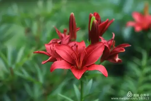 百合花有各种各样的色彩,纯粹的红色百合,代表着热情,盛夏时节开放在