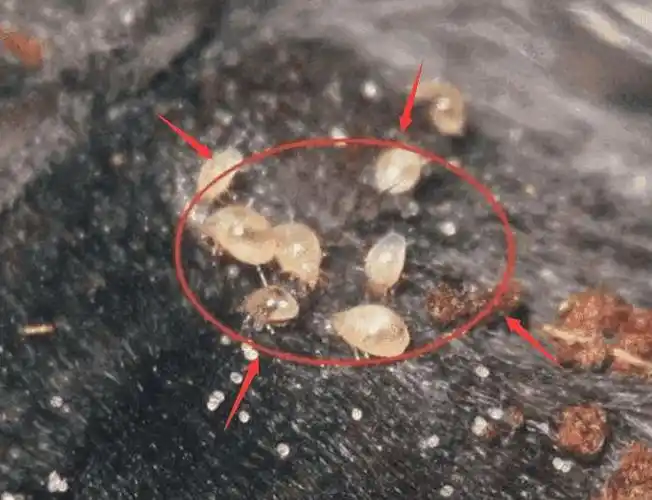 背部发出3种信号请接受事实十有八九是螨虫最好去检查一下