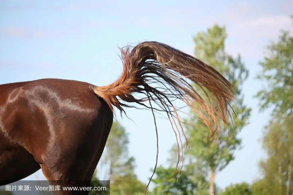 棕色的马摆动着尾巴