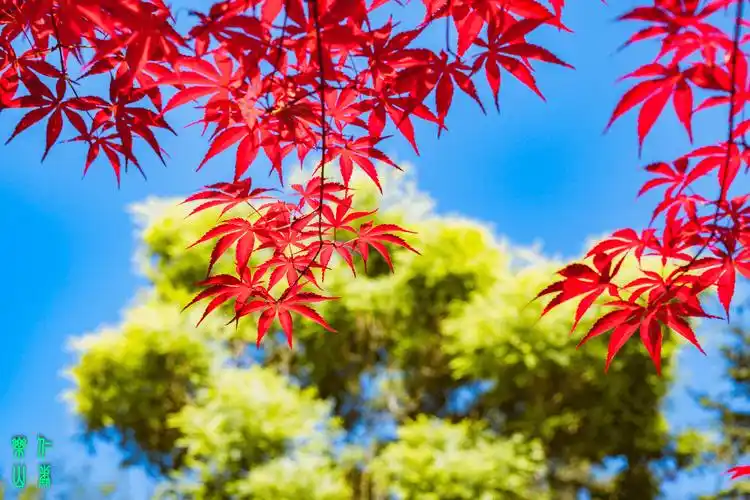 一枝红枫入夏来……_萨克斯_枫树_图片