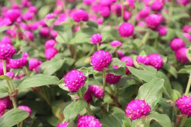 千日红的花语传说和用途