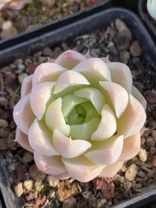 今天绝绝子白月影25一颗