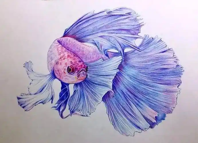彩铅手绘教程入门 | 画一只可爱的小斗鱼