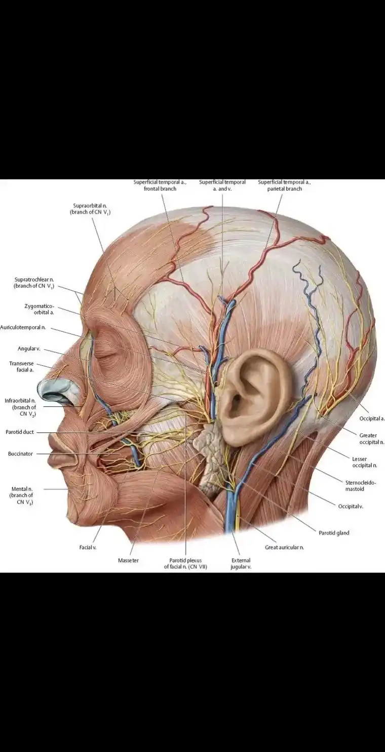 面部的筋膜,表情肌,血管神经 - 抖音
