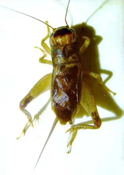 蟋蟀鉴赏:7上风白黄大翅_网易订阅