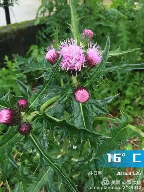 刺芥的功效与作用