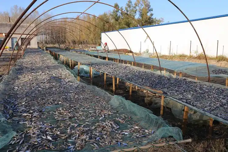 养殖,泥鳅,基础,规模,进行