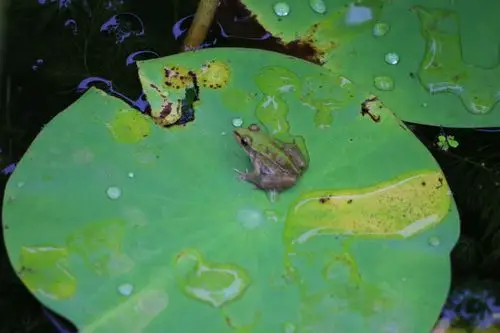 葵花,荷花,青蛙