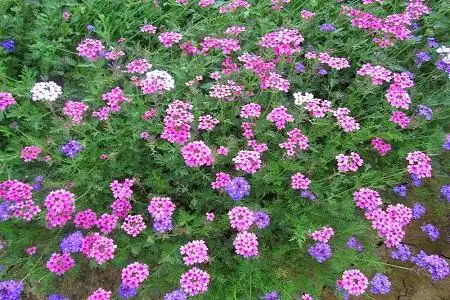 美女樱养殖方法