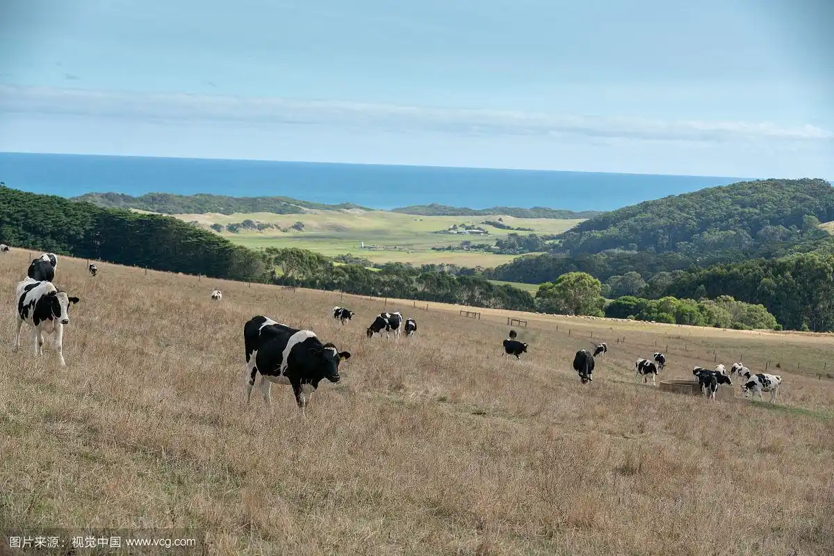澳大利亚牧场