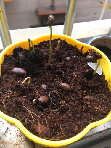 子暄南方热带水果释迦种子番荔枝种子赖球果佛头果阳台庭院果树种子