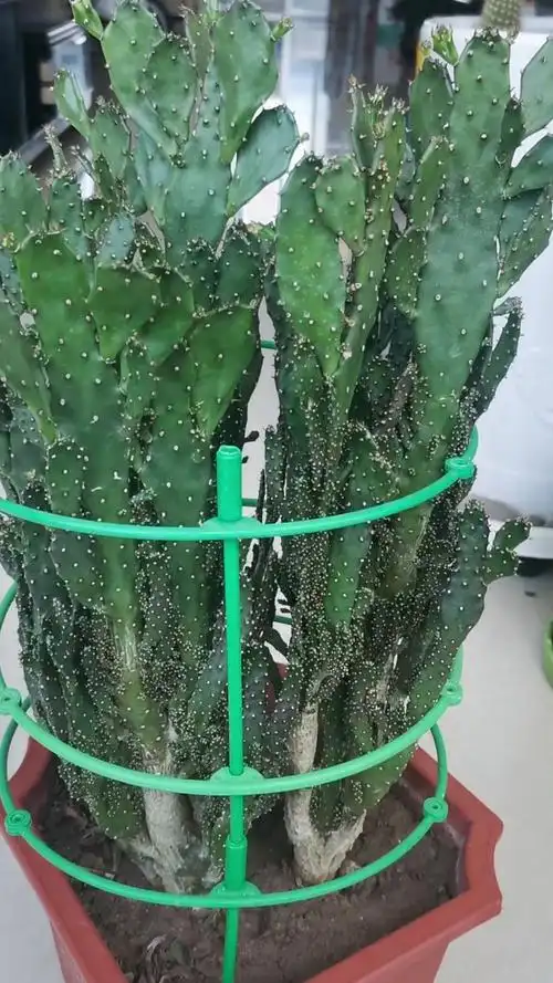 正确的施肥方法,才能将千手观音仙人掌养护的更好